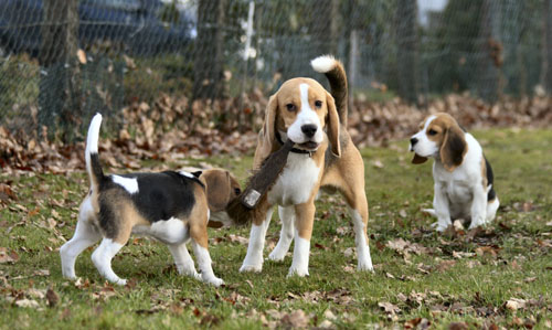 Junger Beagle mit Welpen